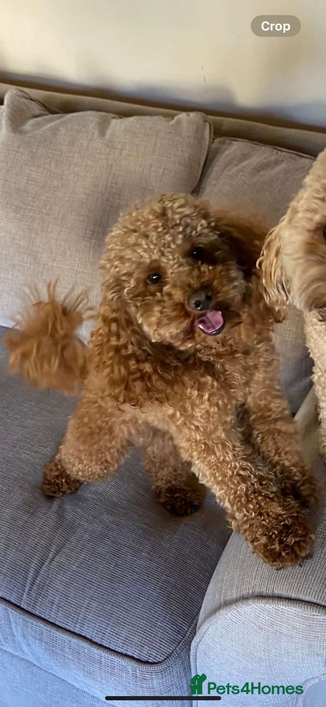 Poodle dogs for stud: Kc health tested fox red toy poodle in Stevenage - Advert 4