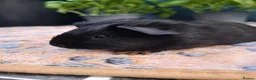 Guinea Pig rodents for sale: Swiss, Cali, Self Black & Smooth Baby Guinea Pigs - Advert 10