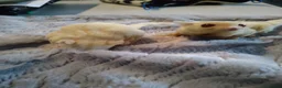 Sugar Glider rodents for sale: Platinum and creamino breeding pair  - Advert 5