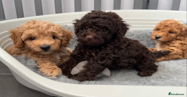 Cockapoo dogs - Advert 15