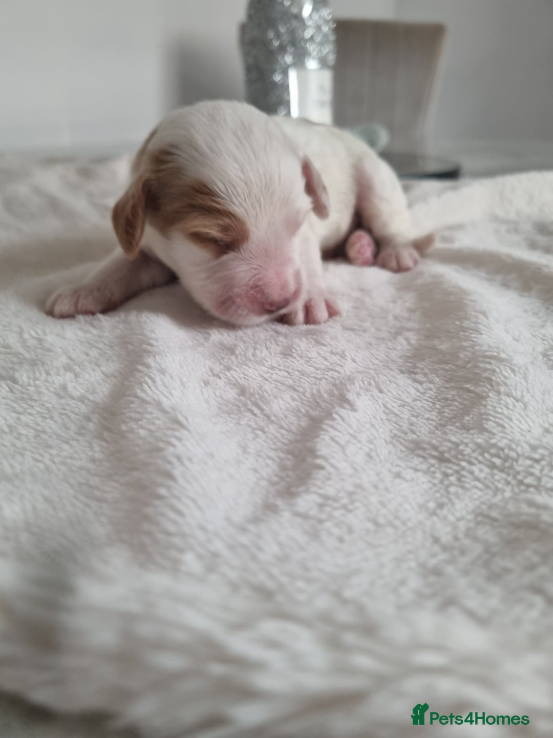 Cocker Spaniel dogs for sale: Stunning litter of cocker spaniels  - Image 6