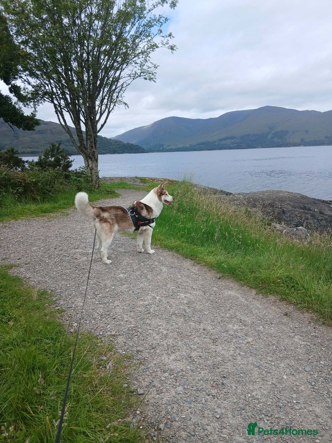 Siberian Husky dogs for sale: One male left  - Advert 1