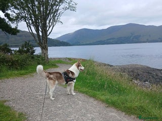 Siberian Husky dogs One male left - Advert 9