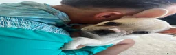 French Bulldog dogs for sale: French bulldog puppy  - Advert 2