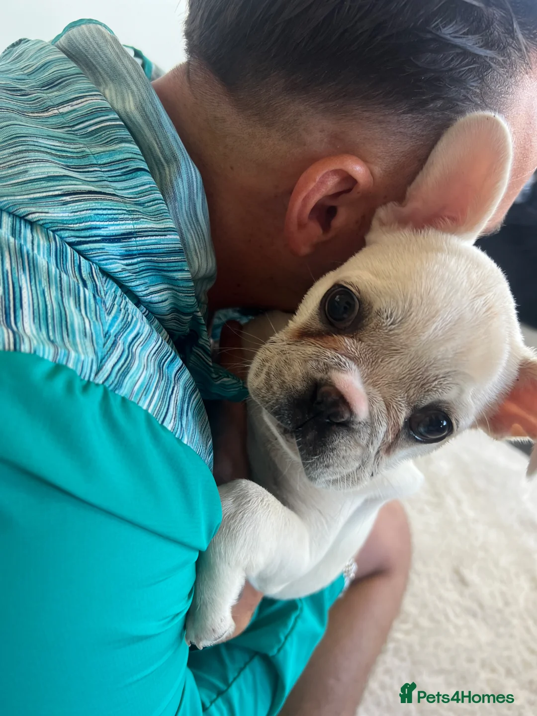 French Bulldog dogs for sale: French bulldog puppy  - Advert 2