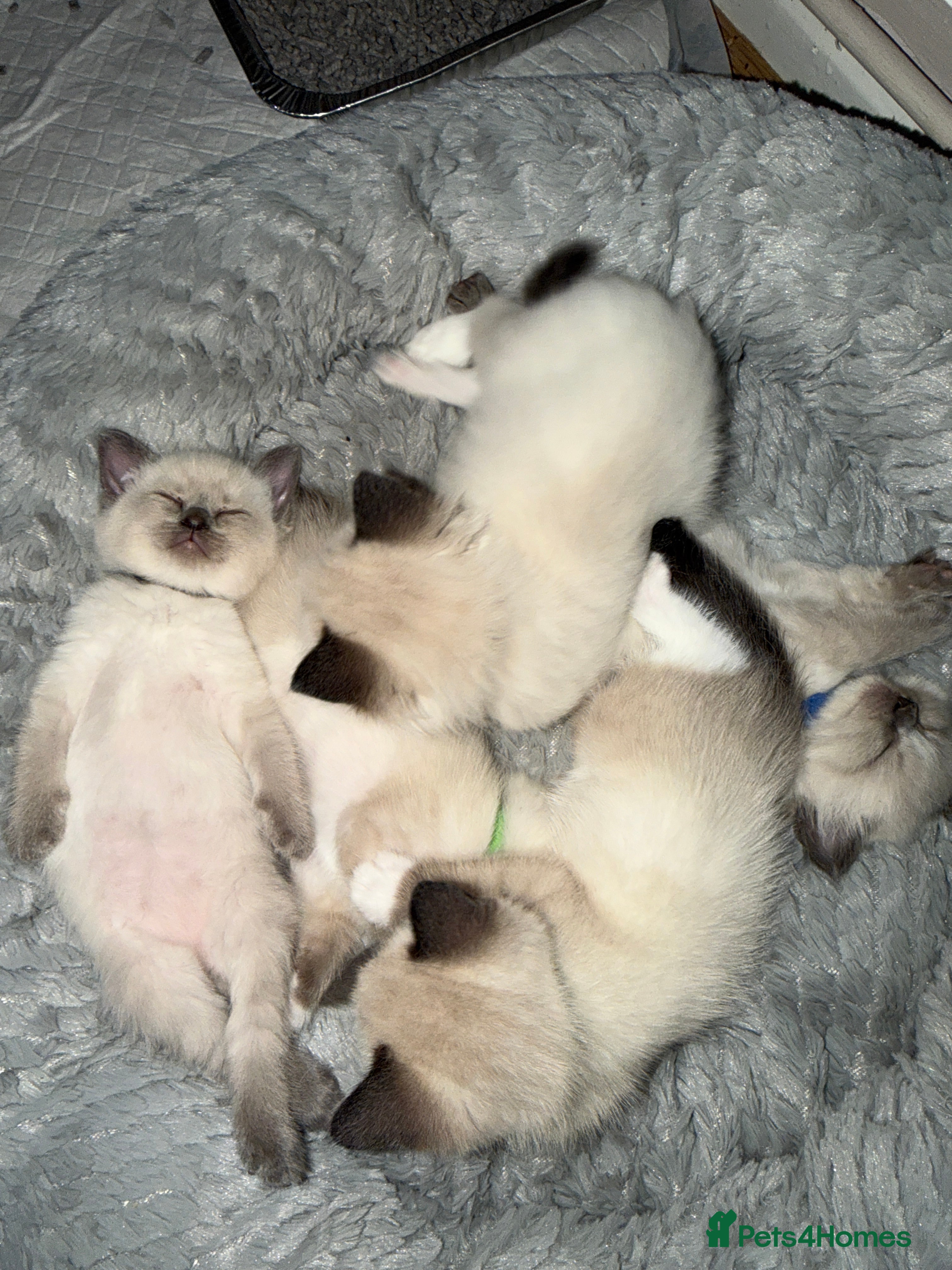 Ragdoll cats 5 beautiful ragdoll cross kittens available. - Advert 3