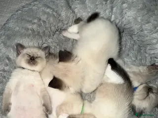 Ragdoll cats 5 beautiful ragdoll cross kittens available. - Advert 3