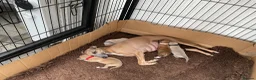 Italian Greyhound dogs for sale: Gorgeous Kc reg Italian greyhound  - Advert 21