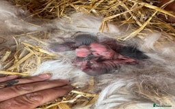English rabbits for sale: Rabbits for rehoming  - Image 7