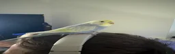 Budgerigars birds for sale: 4 budgies and full set up - Advert 4