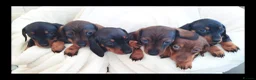 Miniature Dachshund dogs for sale: Mini dachshund  - Advert 2