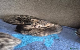 Savannah cats for sale: Savannah kittens ready to leave 24th October  - Image 19