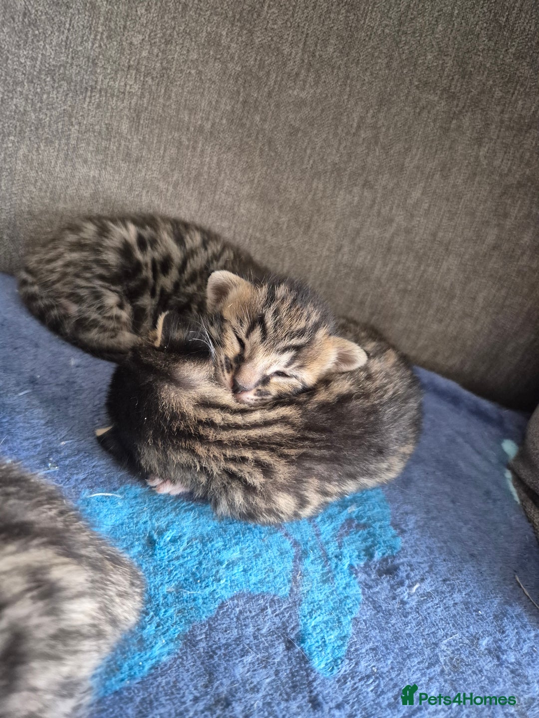 Savannah cats for sale: Savannah kittens ready to leave 24th October  - Image 19