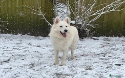 Bullmastiff dogs for stud: Available Stud for Mastiff x Litter  - Image 6