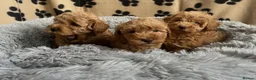 Cavapoo dogs for sale: F1 Cavapoo puppies fully health checked - Advert 5