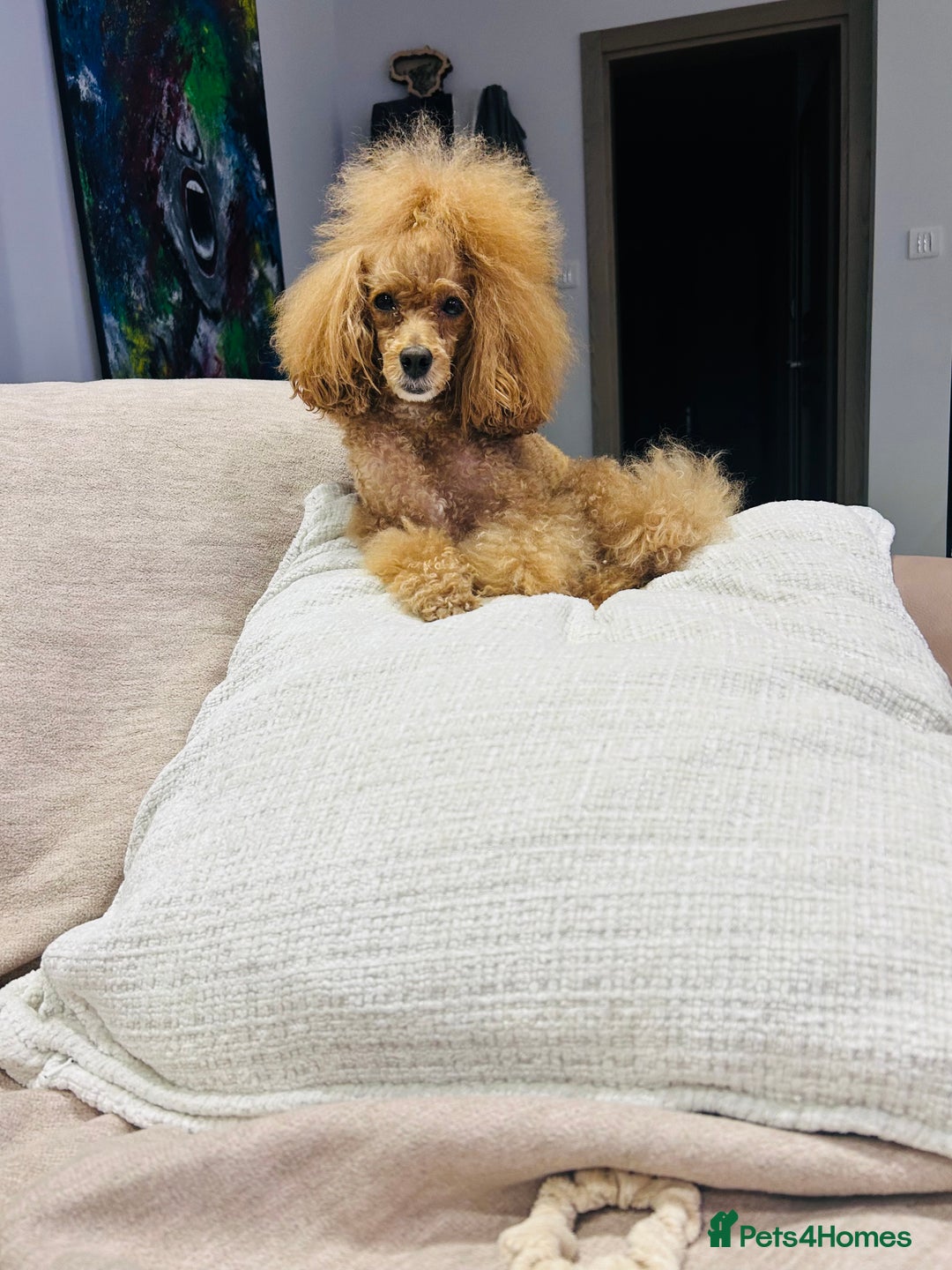 Toy Poodle dogs for sale: Tiny Toy Poodles - Advert 17