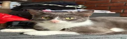 Domestic Shorthair cats for sale: Male Kitten - 1 LEFT  - Advert 2