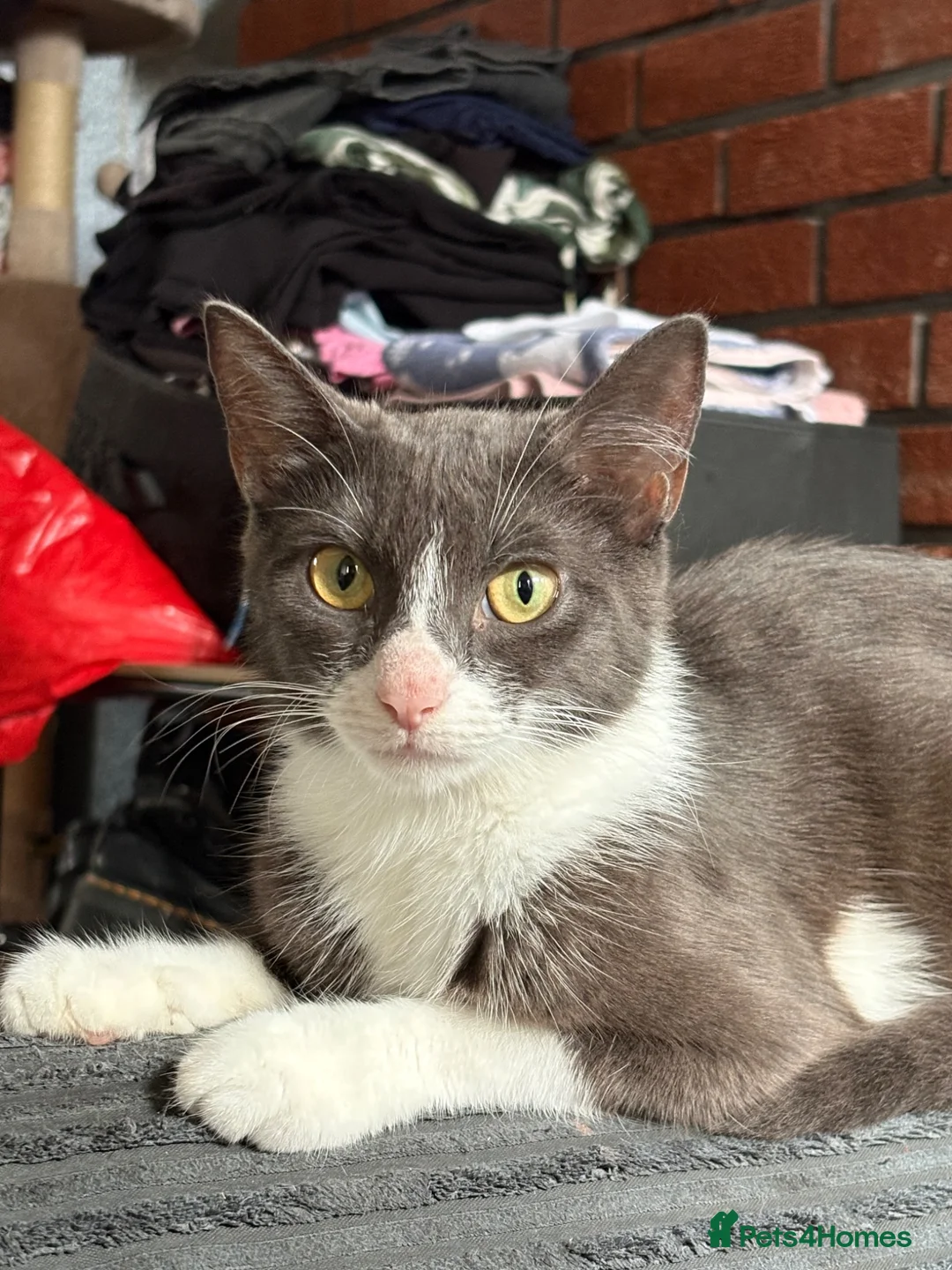 Domestic Shorthair cats for sale: Male Kitten - 1 LEFT  - Advert 2