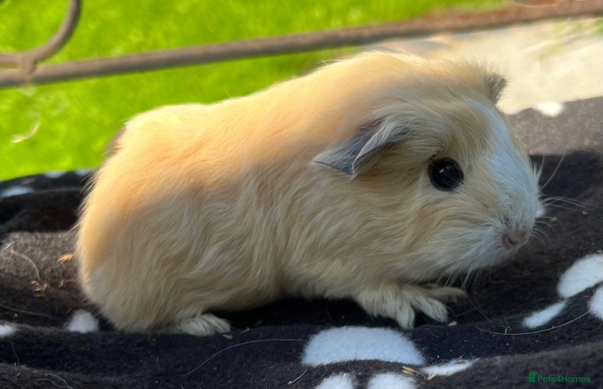 Guinea Pig rodents Guniea pigs Sheltie, Texel  - Advert 19