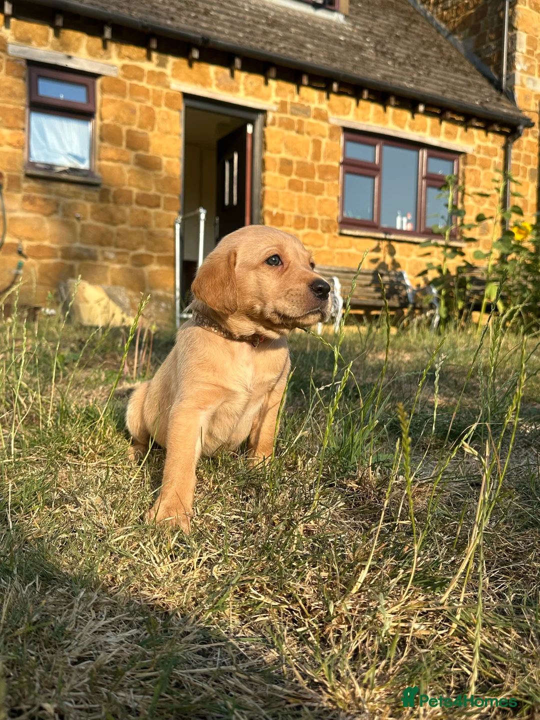 Labrador Retriever dogs for sale: KC registered, Yellow Labrador Retriever Puppies - Advert 26