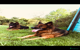 German Shepherd dogs for sale: Beautiful chunky long haired black, tan & red pups - Image 27