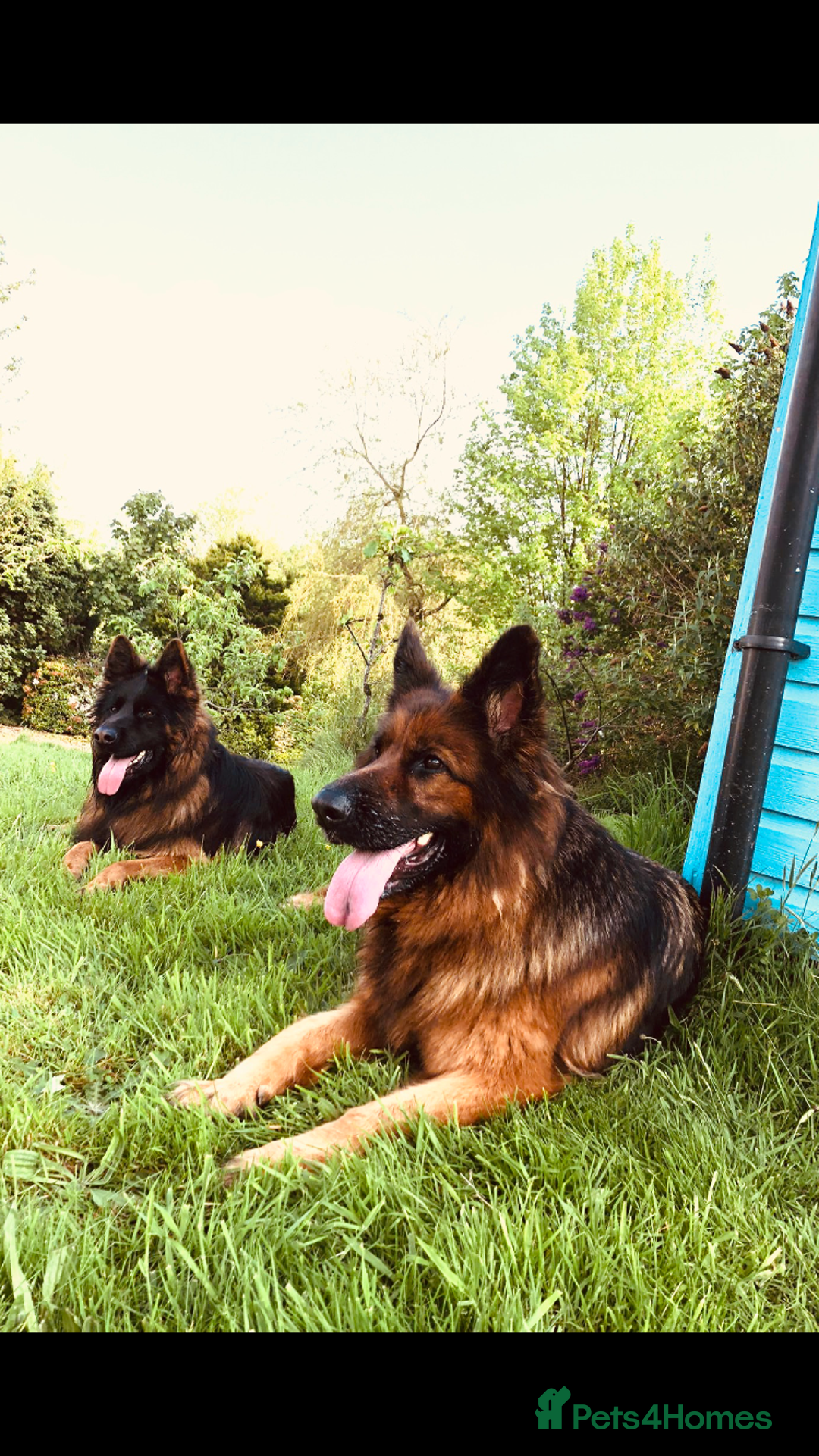 German Shepherd dogs for sale: Beautiful chunky long haired black, tan & red pups - Image 27