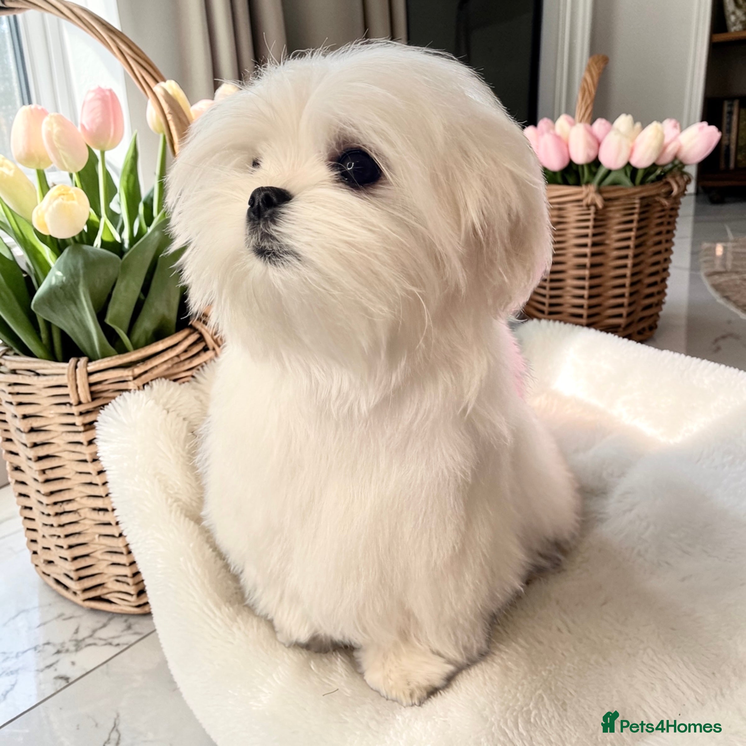 Maltese dogs 💎Last Boy Full Korean Maltese  Available💎 - Advert 18