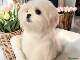 Maltese dogs 💎Last Boy Full Korean Maltese Available💎 - Advert 18