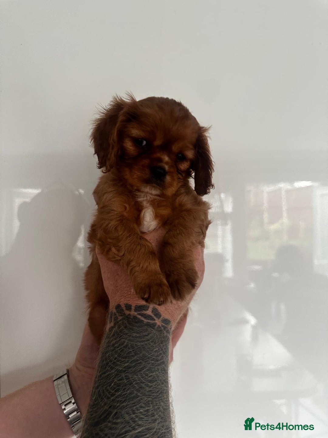 Cavalier King Charles Spaniel dogs for sale: 5 beautiful cavalier King Charles spaniel puppies - Image 18