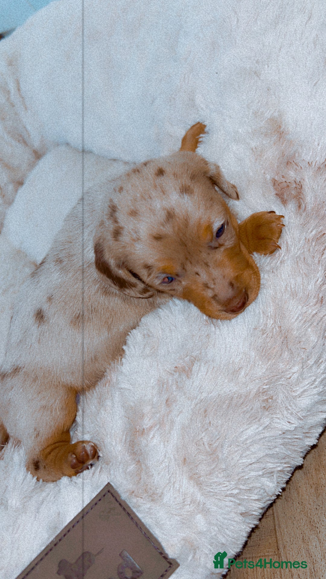 Dachshund dogs for sale: Dachshund  - Image 15