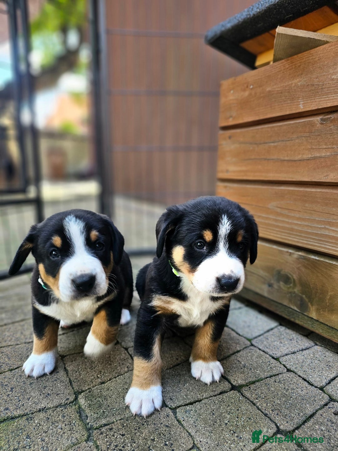 Entlebucher Mountain Dog dogs for sale: Entlebucher Mountain Dog - Image 23