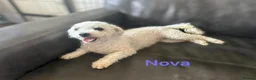 Bichon Frise dogs for sale: Bichon Frise adult 5yrs kc reg x2 - Advert 6
