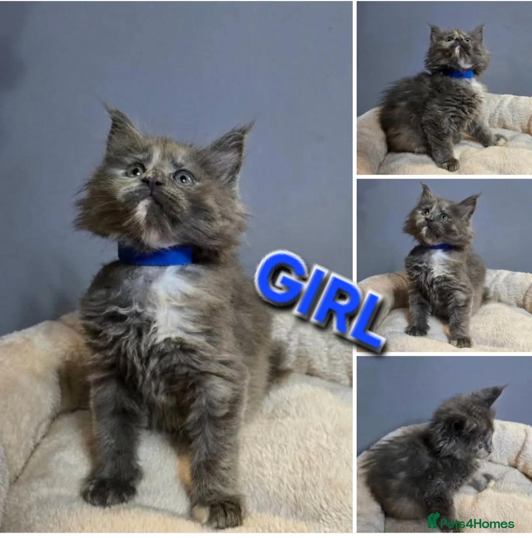 Maine Coon cats for sale: Last Girl -  Pure breed Maine Coon Kittens  - Advert 23