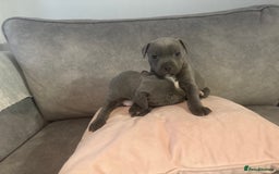 Staffordshire Bull Terrier dogs for sale: Blue Staffordshire Bull Terriers Staffy staffie - Image 13