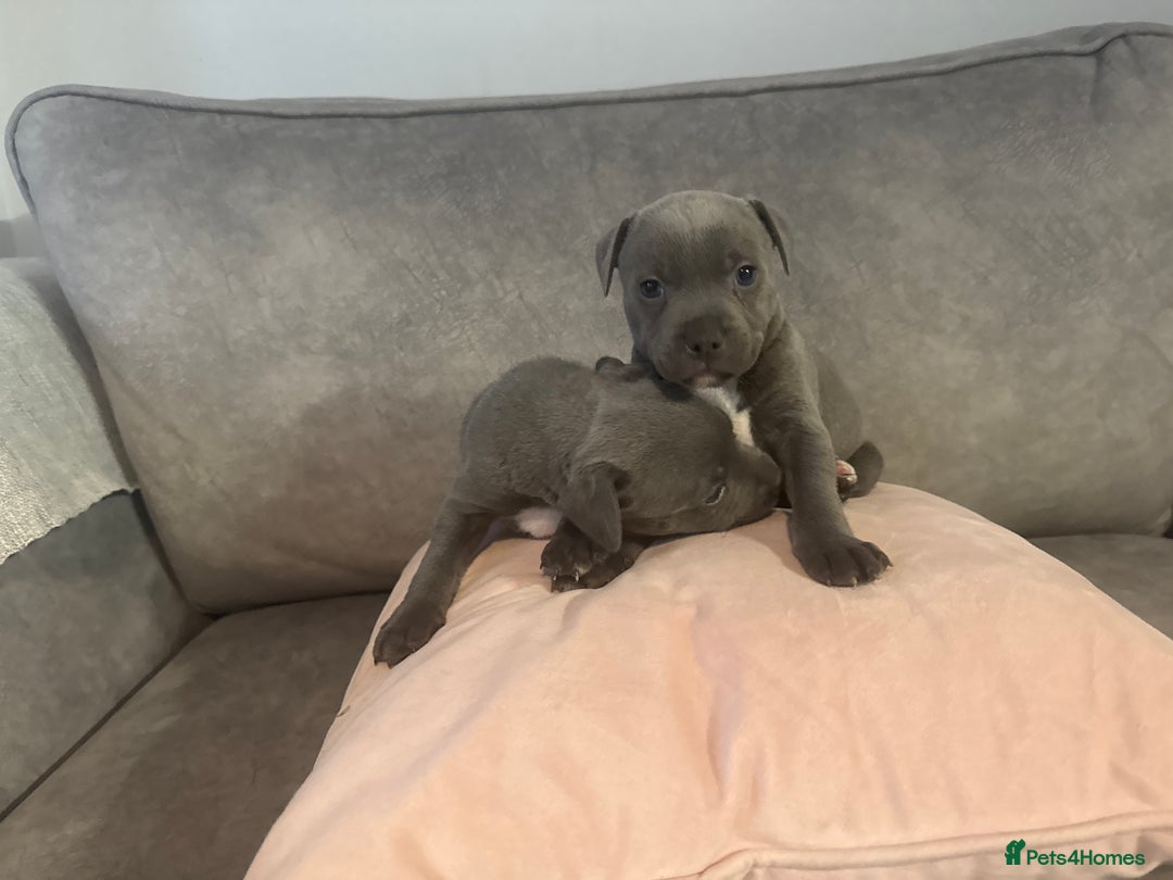Staffordshire Bull Terrier dogs for sale: Blue Staffordshire Bull Terriers Staffy staffie - Image 13