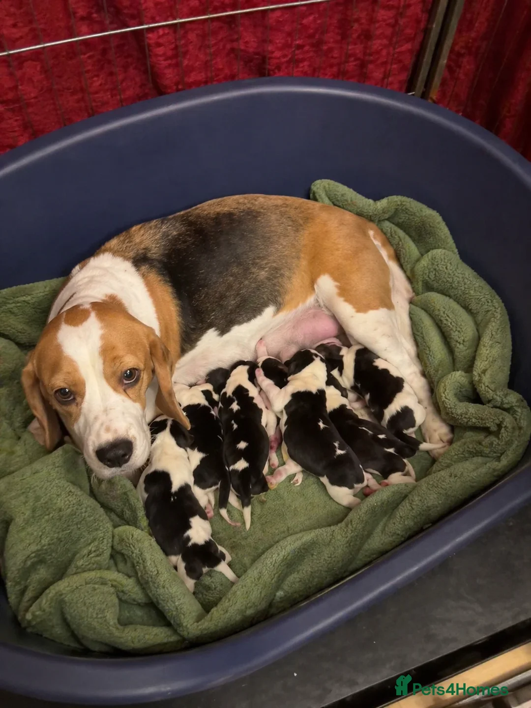 Beagle dogs for sale: CHAMPION BRED KC REG TRI MALE PUPPY - Advert 2