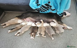 Olde English Bulldogge dogs for sale: 7 olde English bulldogs puppies - Image 1