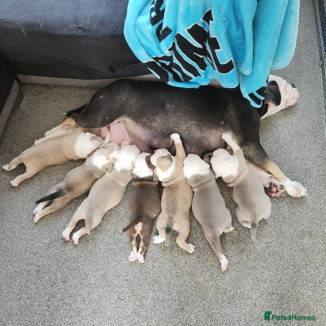 Olde English Bulldogge dogs for sale: 7 olde English bulldogs puppies - Image 1