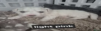 Bichon Frise Light Pink