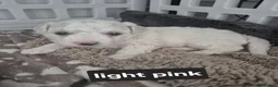 Bichon Frise dogs for sale: Full Breed Bichon Frise 2Male & 4Female in Runcorn - Advert 4