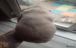American Bully dogs for sale: American pocket bully ready to go - Image 4