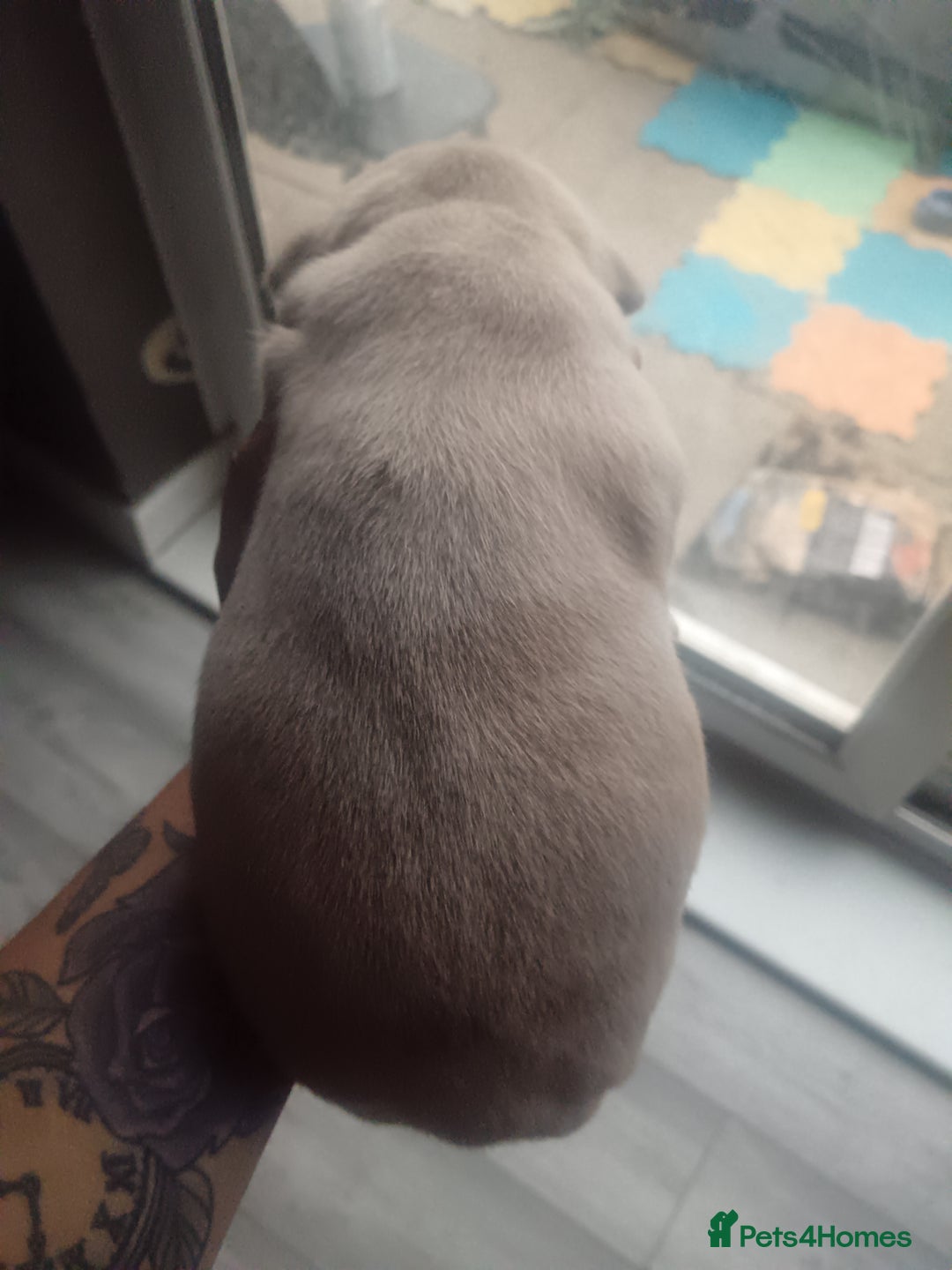 American Bully dogs for sale: American pocket bully ready to go - Image 4