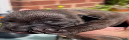 Staffordshire Bull Terrier dogs for sale: Black Eye SBTs this season litter 3 boys 3 girls  - Advert 9