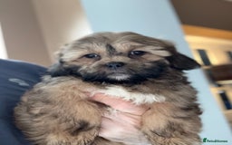 Shihpoo dogs for sale: 🩷 Beautiful Shihpoo Puppies available 💙 - Image 3