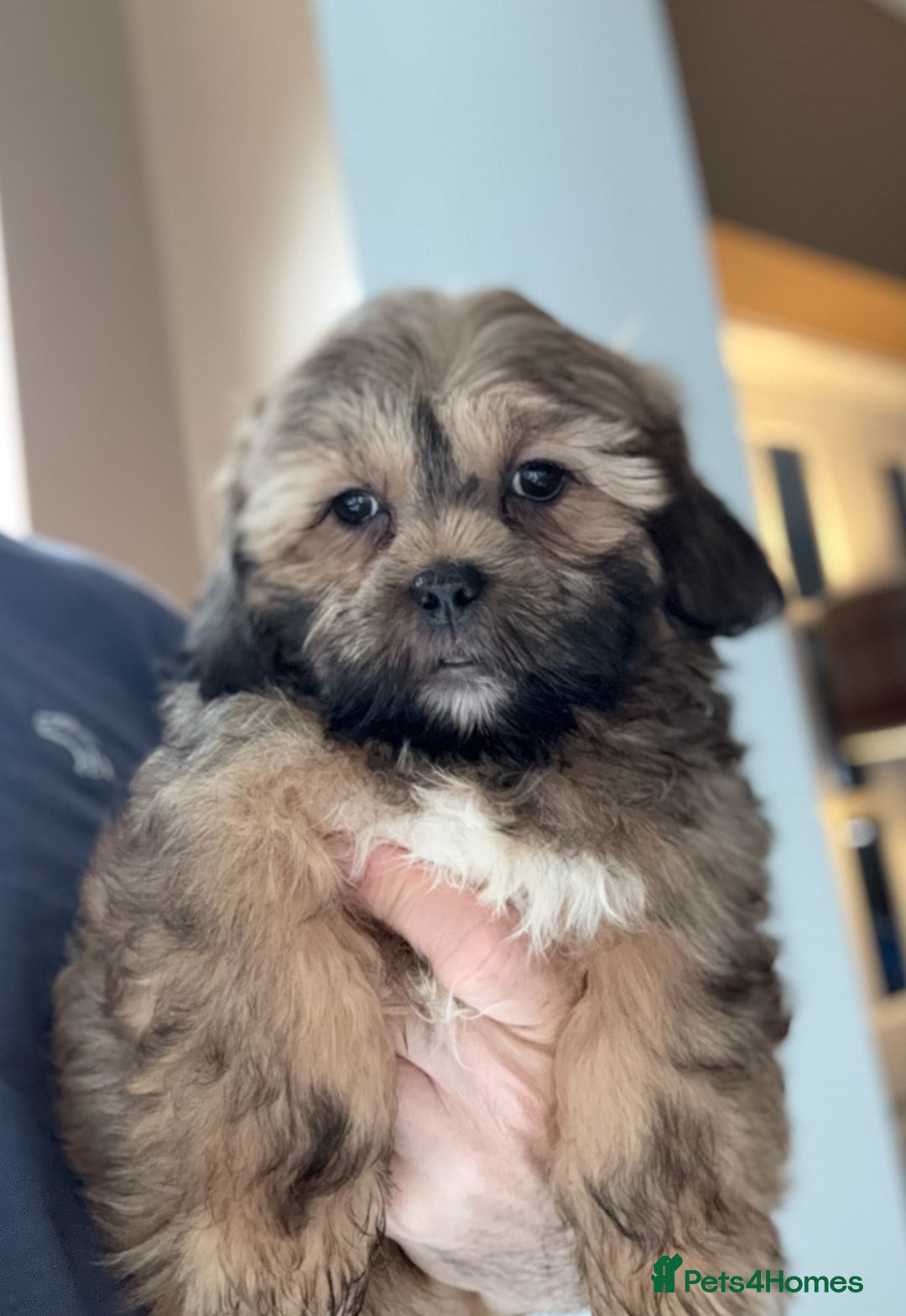 Shihpoo dogs for sale: 🩷 Beautiful Shihpoo Puppies available 💙 - Image 3