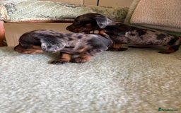 Miniature Dachshund dogs for sale: Beautiful Home Reared KC Reg Mini Daschunds - Image 4