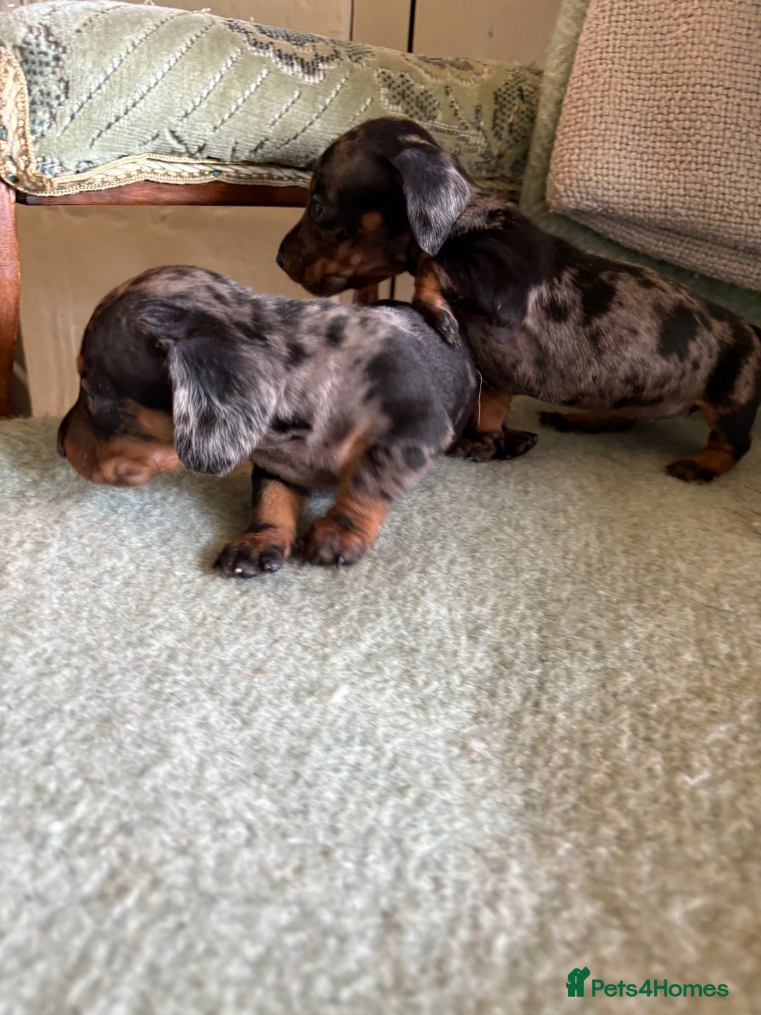 Miniature Dachshund dogs for sale: Beautiful Home Reared KC Reg Mini Daschunds - Image 4