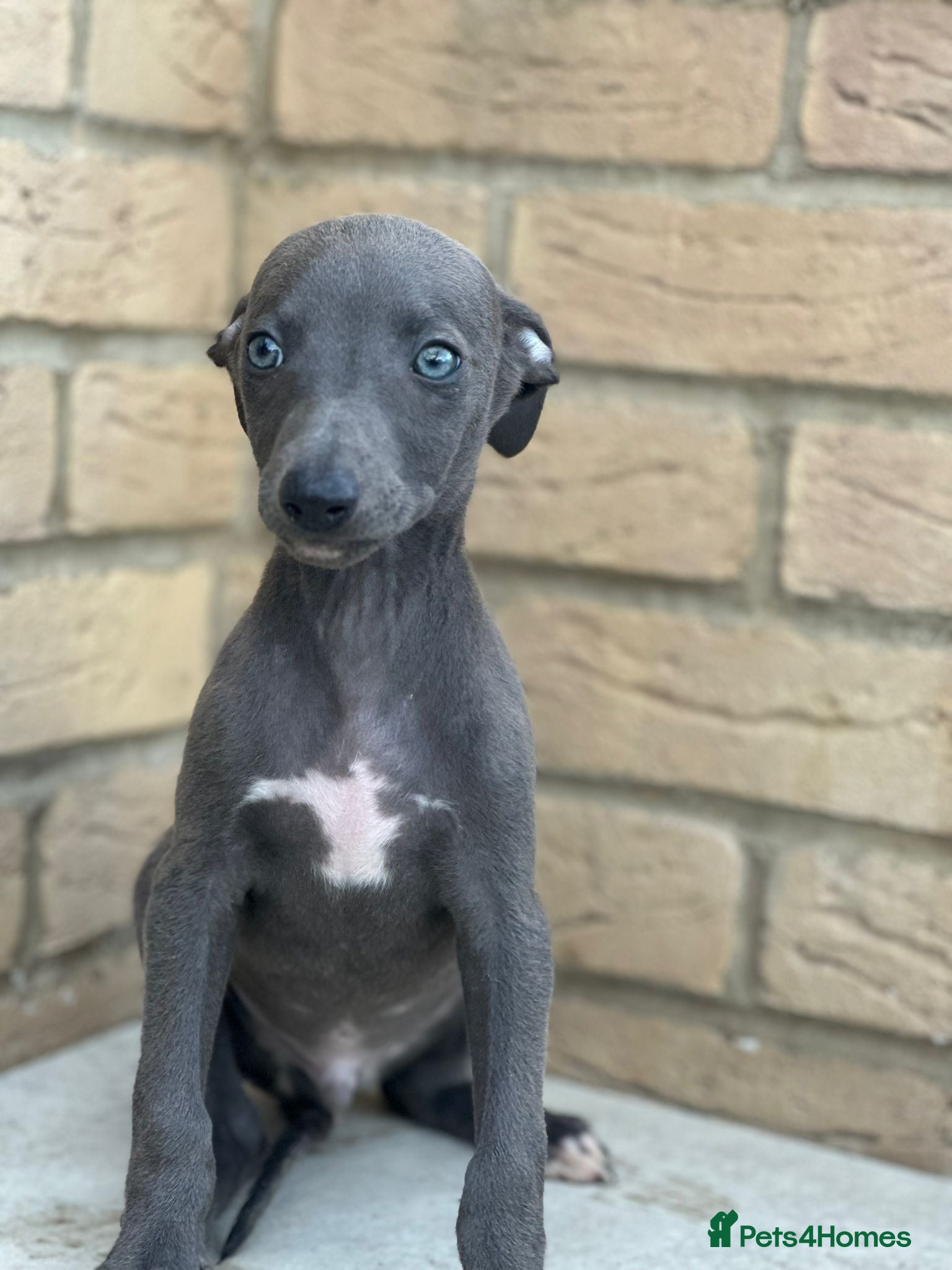 Whippet dogs for sale: Whippet pups ready now! - Advert 6