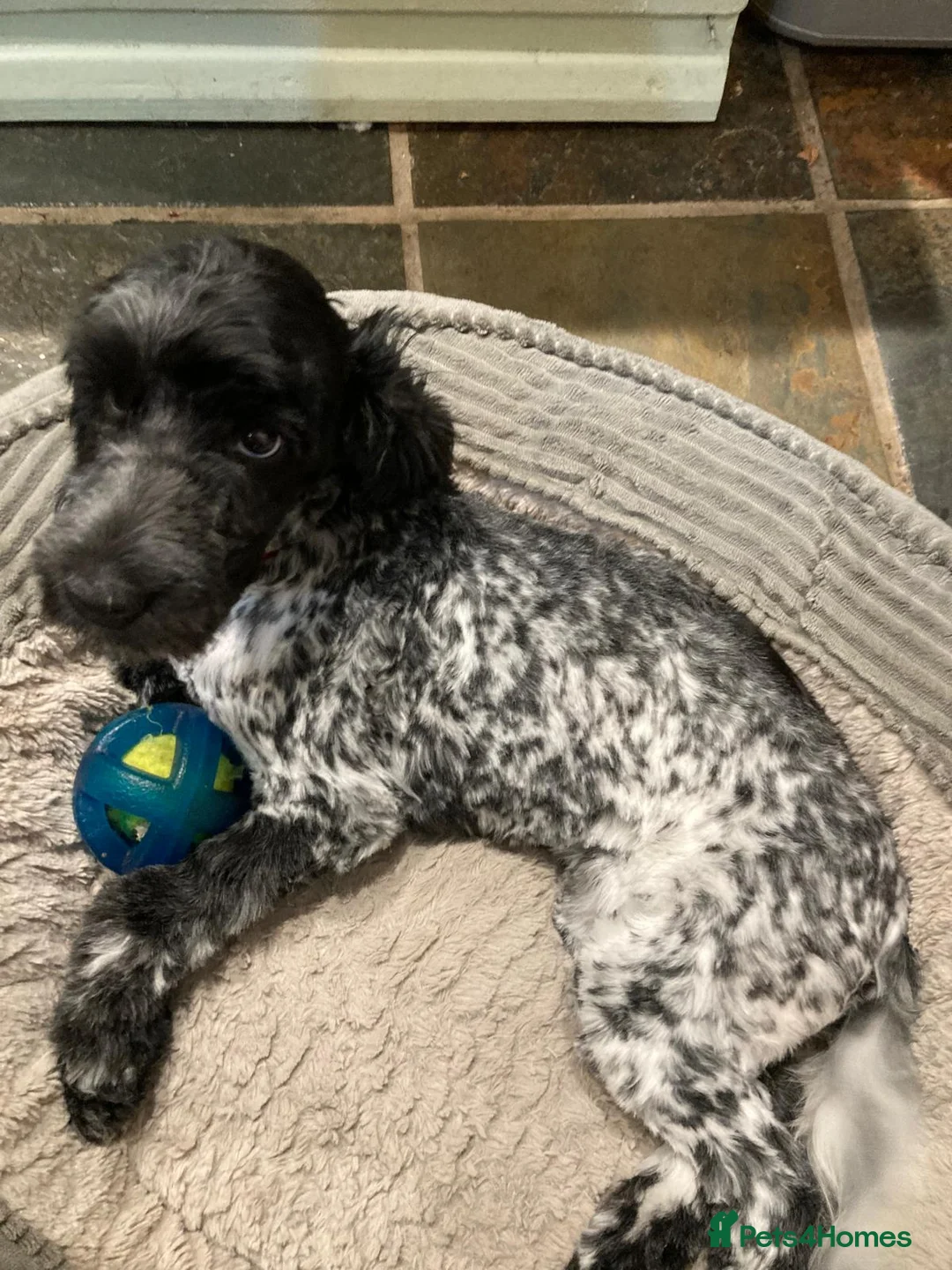 Cockapoo dogs for sale: 3 Beautiful Cockapoo Girls  in Bishop Auckland - Advert 10