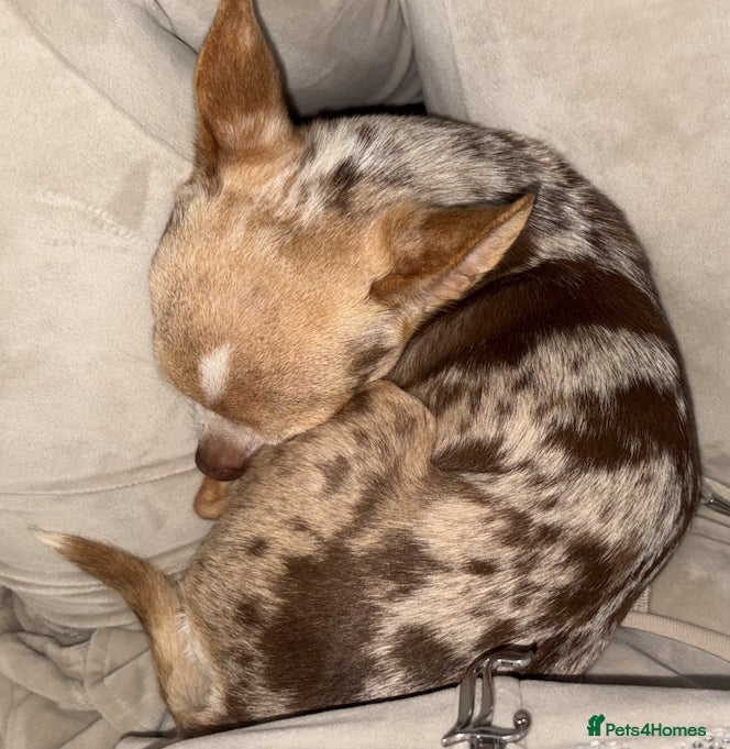 Chihuahua dogs Exceptional Tiny Merle Chihuahua – Proven Stud - Advert 6